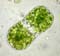 Actinotaenium diplosporum